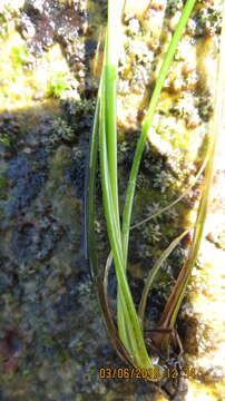 Image of Torrey's surfgrass