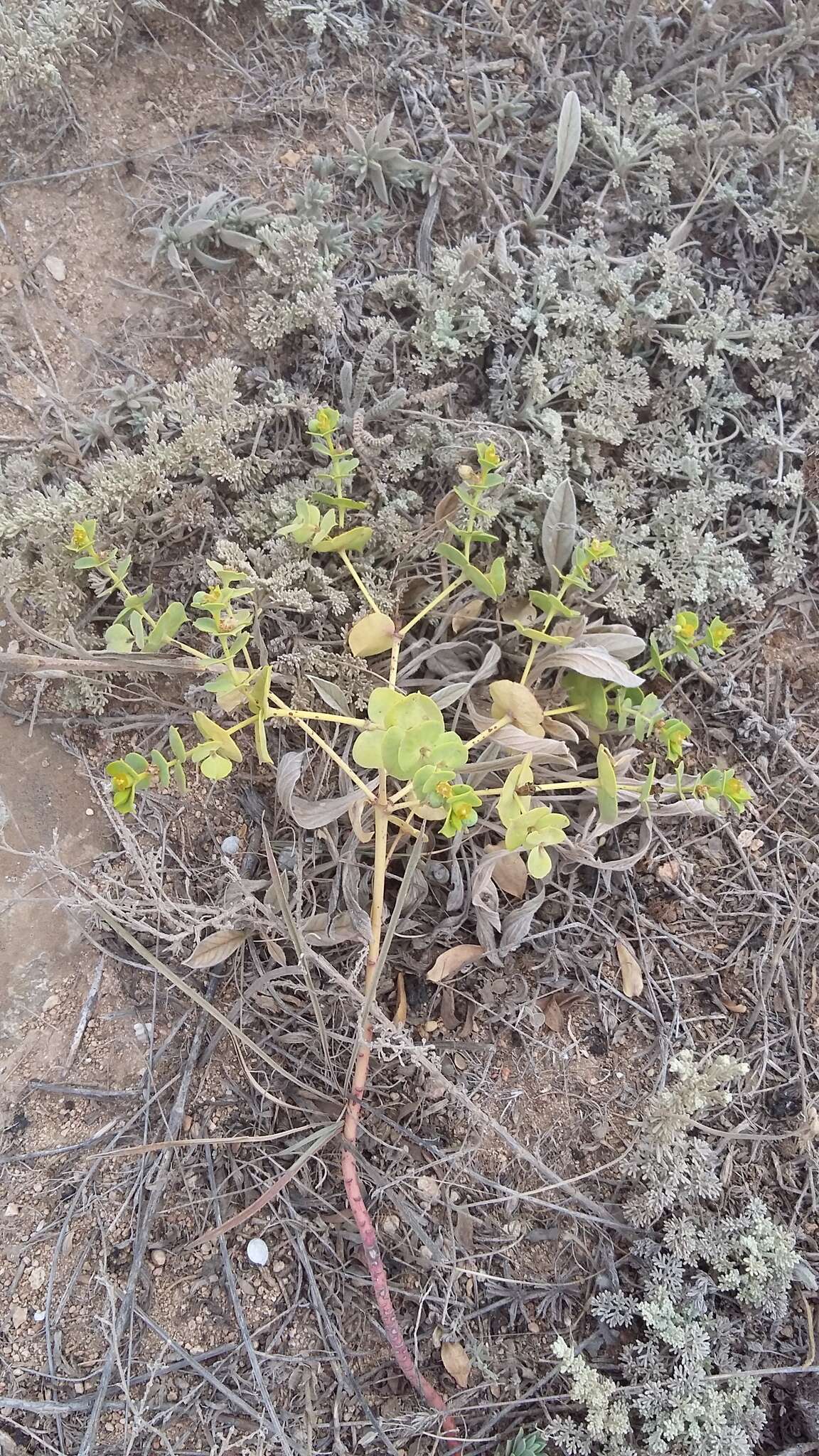 Image de Euphorbia glareosa Pall. ex M. Bieb.