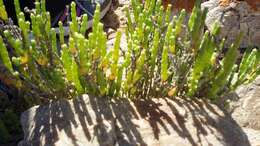 Image of Salicornia littorea (Moss) Piirainen & G. Kadereit