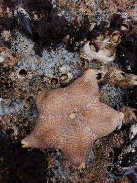 Image of Tesselated slime star