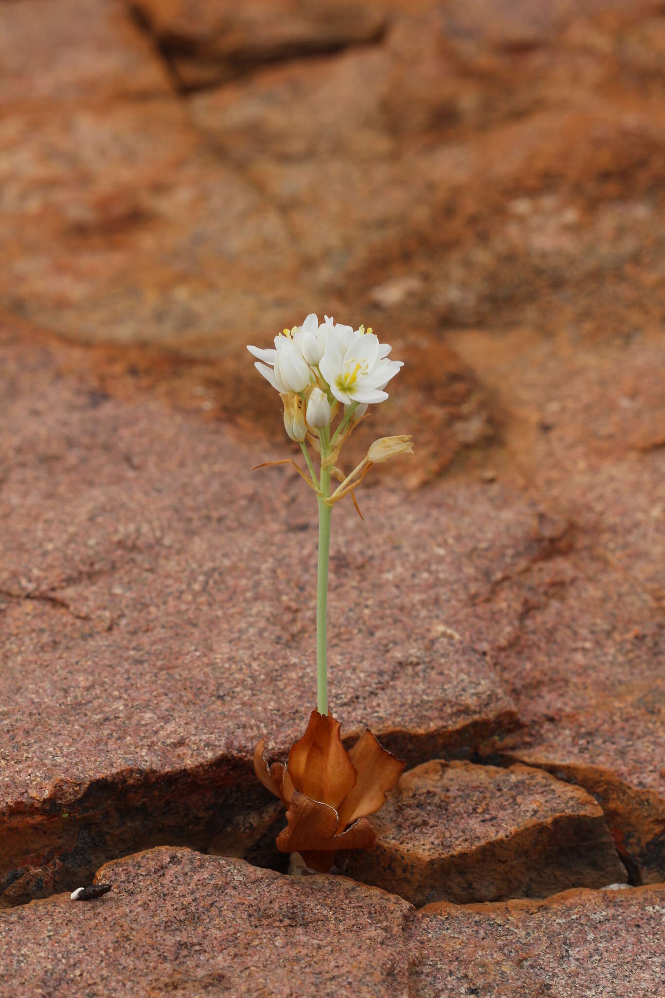 Image of Ornithogalum pruinosum F. M. Leight.