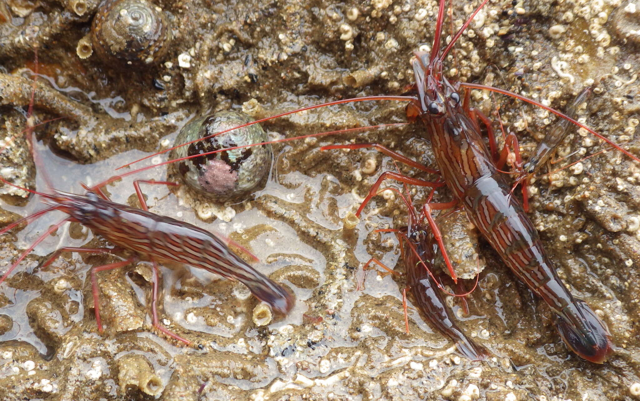 Image of red rock shrimp