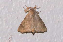 Image of Olceclostera irrorata Butler 1878
