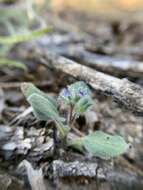 Image de Phacelia novenmillensis Munz