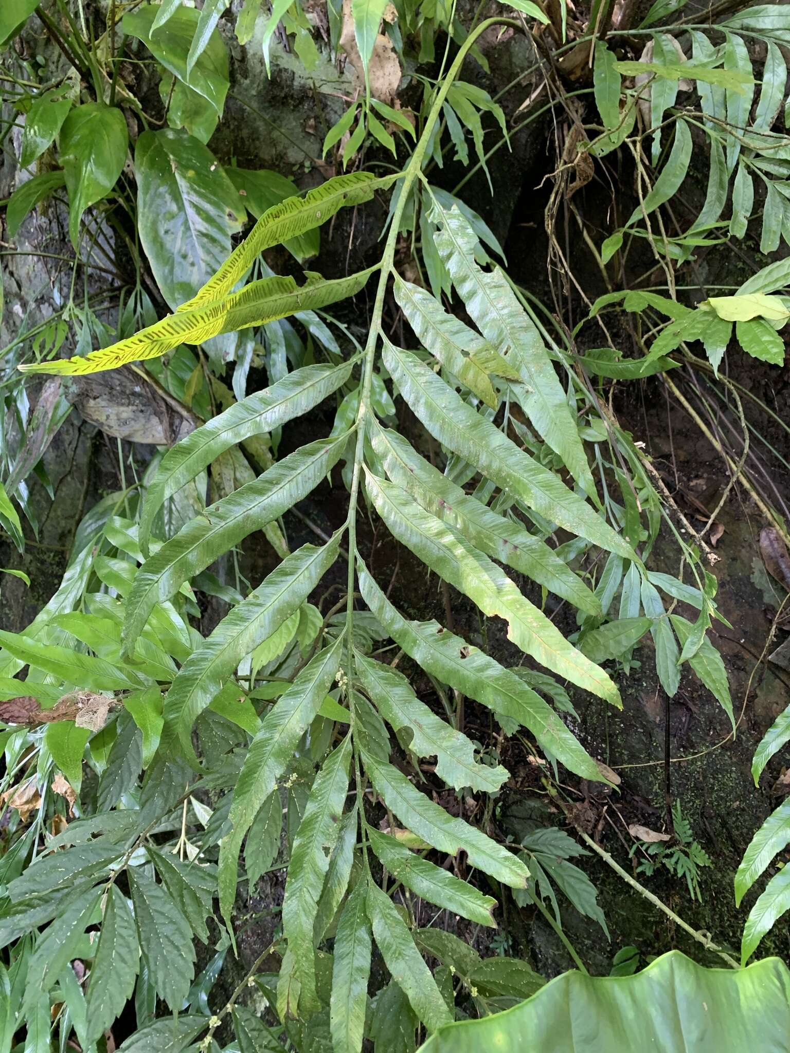 Image of Asplenium formosae Christ