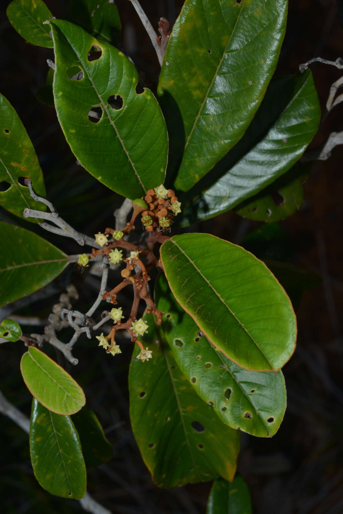 Image de Alphitonia neocaledonica (Schltr.) Guillaum.