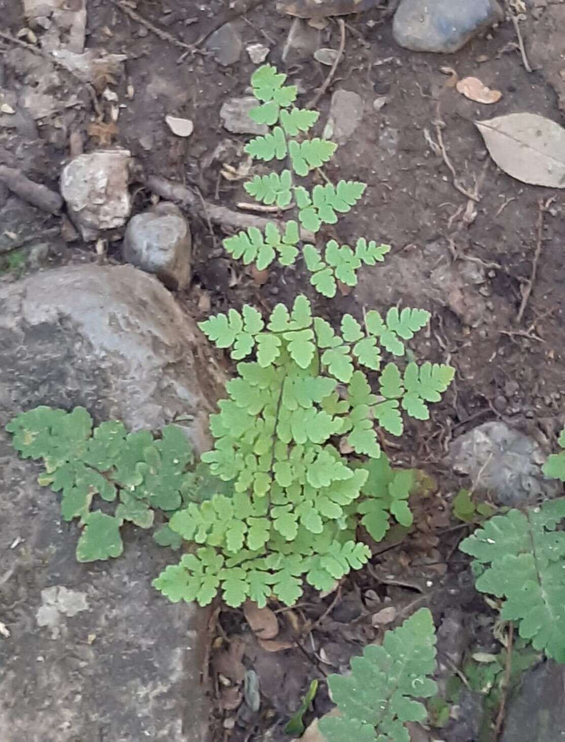 Plancia ëd Myriopteris aemula (Maxon) Grusz & Windham