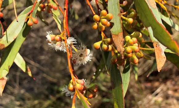 Sivun Eucalyptus gracilis F. Müll. kuva