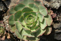 Image of Aeonium hierrense (Murr.) J. Pitard & L. Proust