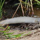 Image of Gray bichir