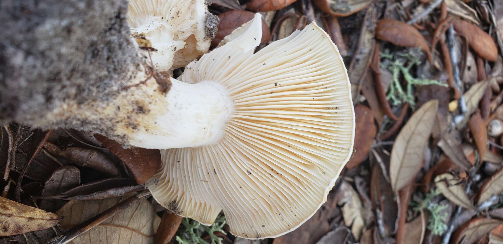 Image of Hygrophorus sordidus Peck 1898