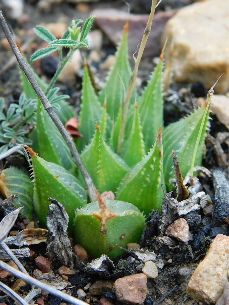 Image of Haworthia mirabilis (Haw.) Haw.