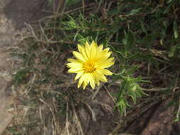 Image of stiffleaf false goldenaster