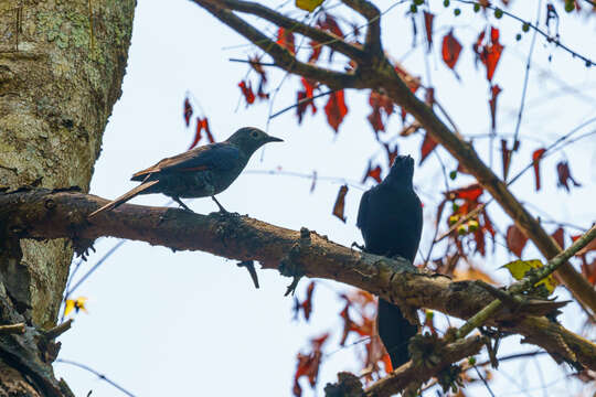 Image of Slender-billed Chestnut-winged Starling