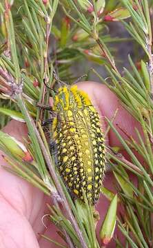 Image of Julodis fascicularis (Linnaeus 1758)