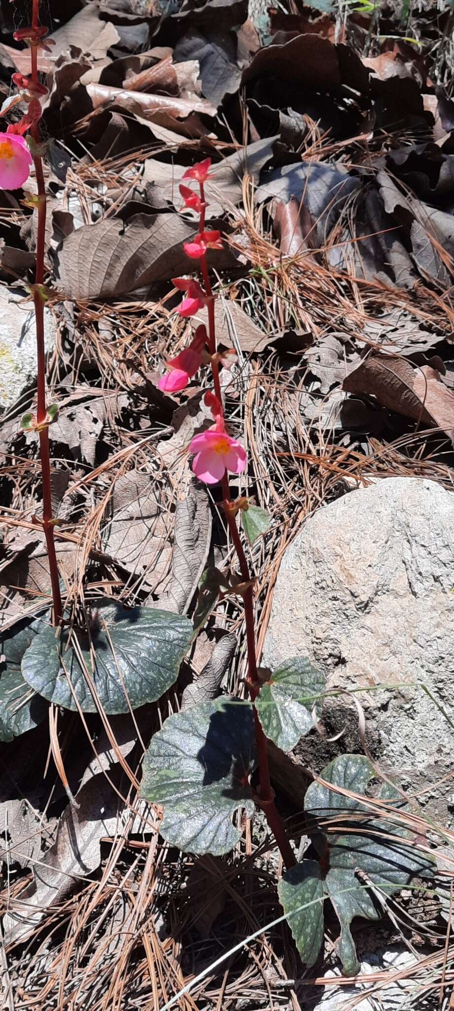 Image of Begonia tapatia Burt-Utley & McVaugh