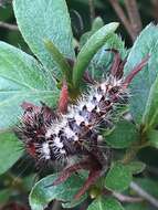 Image of Impressed Dagger Moth