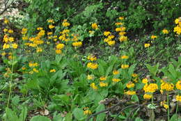 Primula bulleyana Forrest resmi