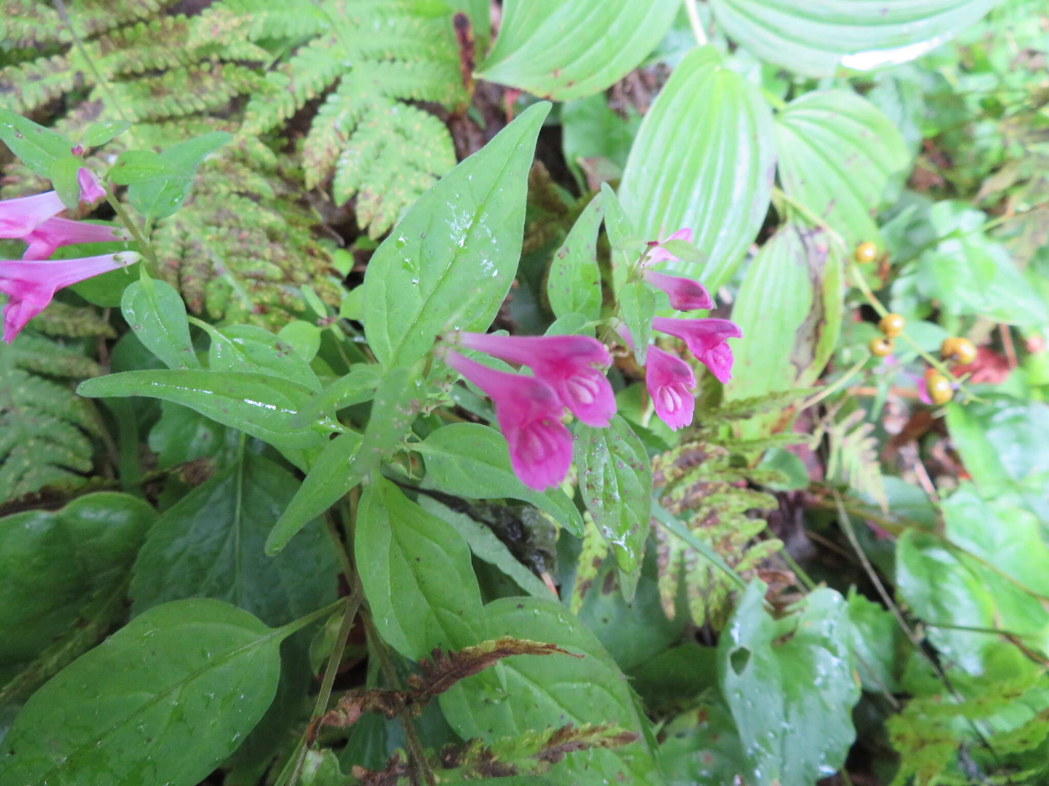 Image of Melampyrum roseum var. japonicum Franch. & Sav.