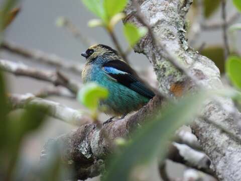 Image of Metallic-green Tanager