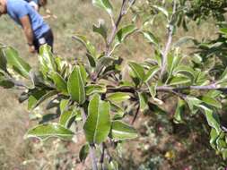 Pyrus elaeagrifolia Pall. resmi