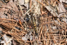 Image of Hudsonian Whiteface