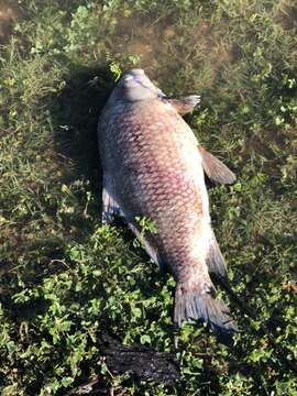 Image of Smallmouth Buffalo