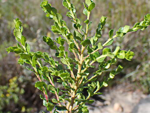 Image of Agathosma venusta (Eckl. & Zeyh.) Pillans