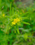 Image of mountain tarweed