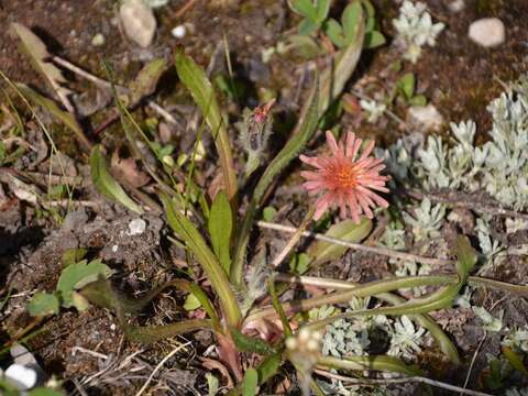 Plancia ëd Agoseris aurantiaca var. carnea (Rydb.) Lesica