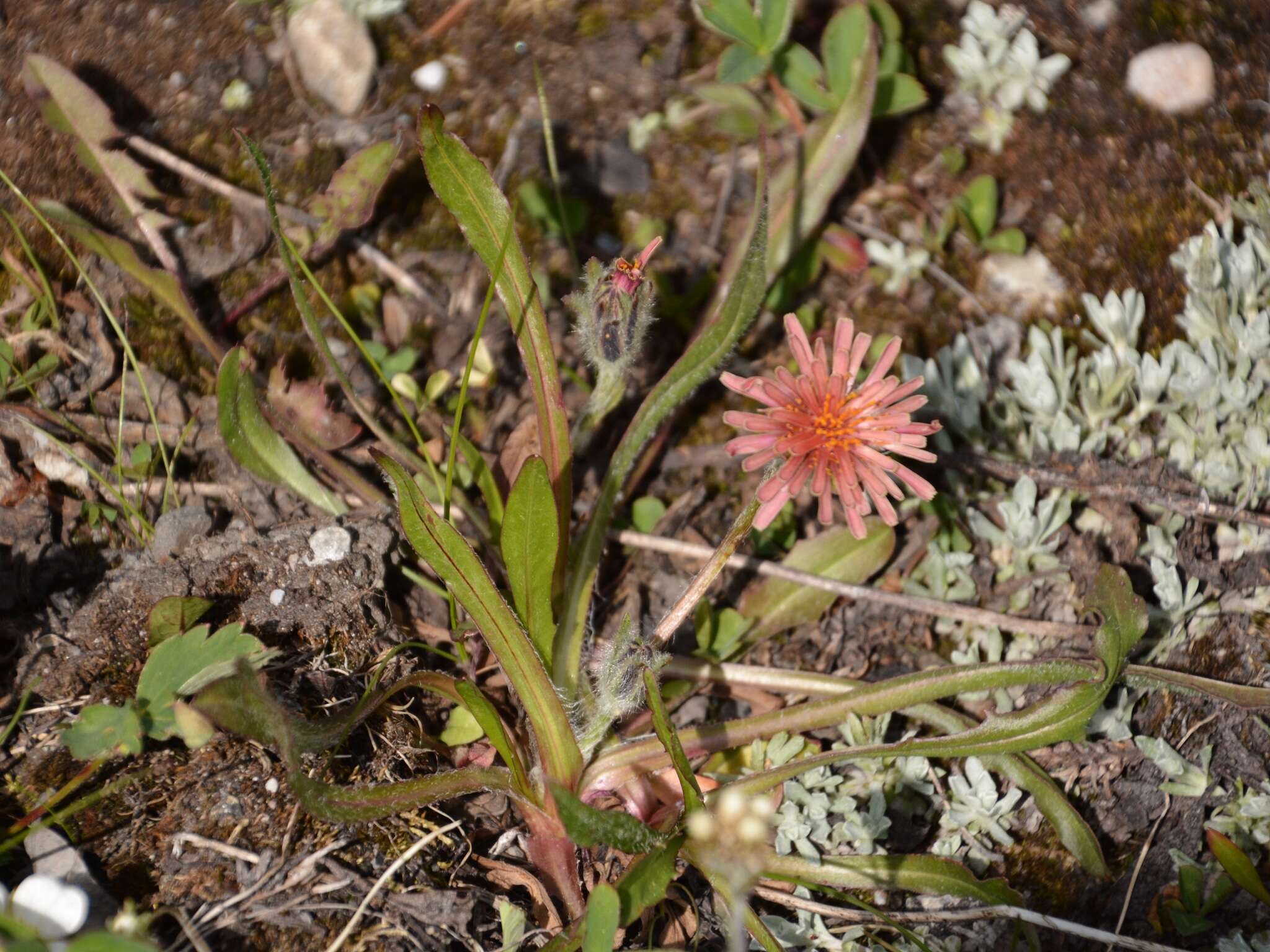 Image of Agoseris aurantiaca var. carnea (Rydb.) Lesica