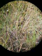 Image of Black-rumped Buttonquail