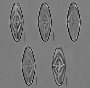 Image of Navicula reinhardtii