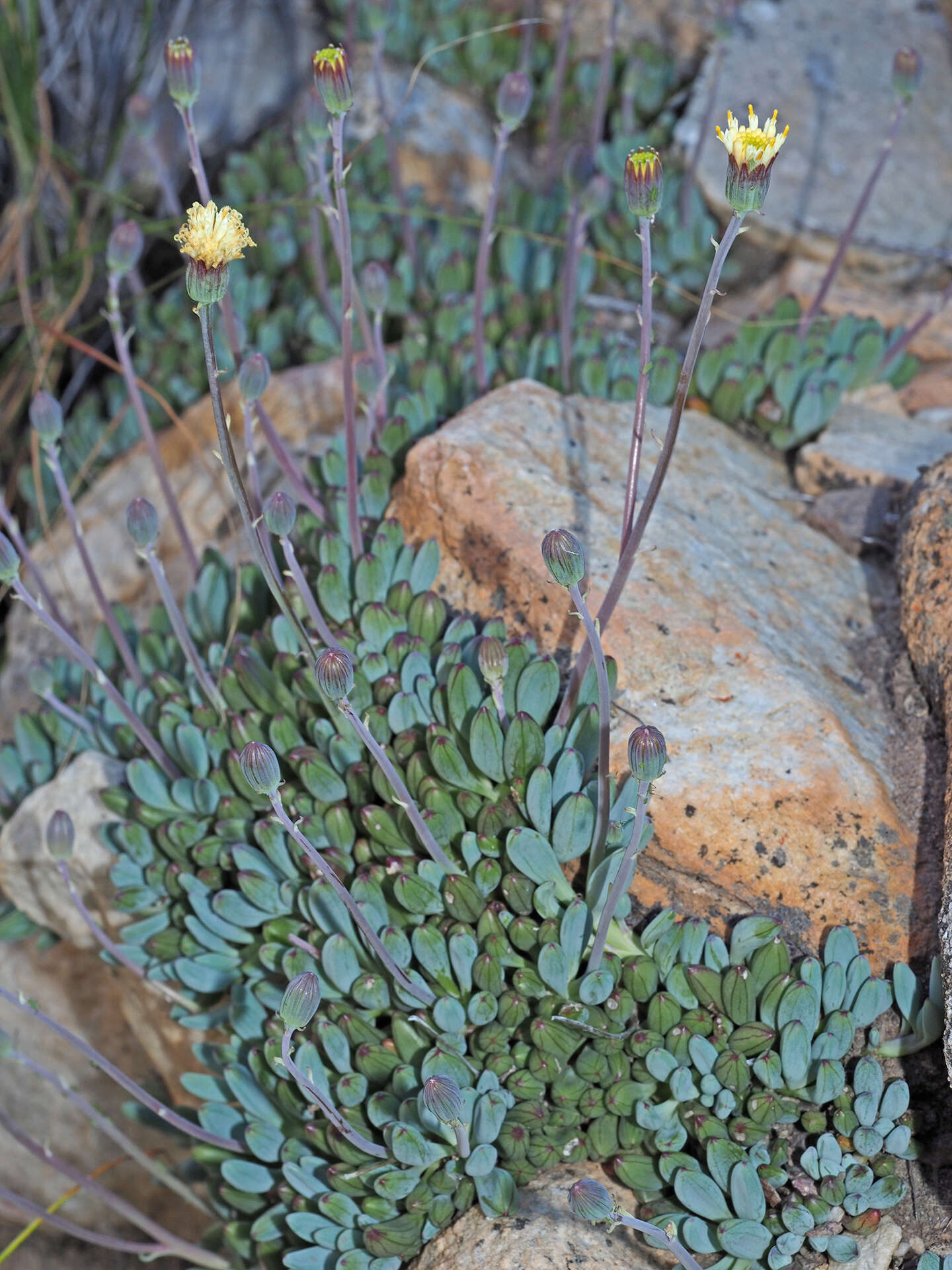 Image of Curio repens (L.) P. V. Heath