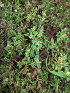 Image of knotgrass