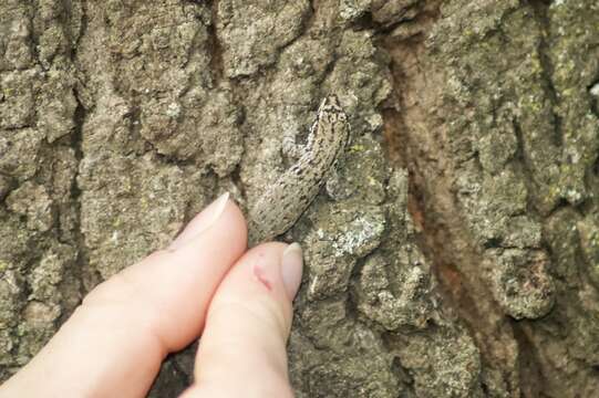 Image of Kenya Dwarf Gecko