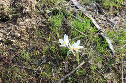 Image of Colchicum kesselringii Regel