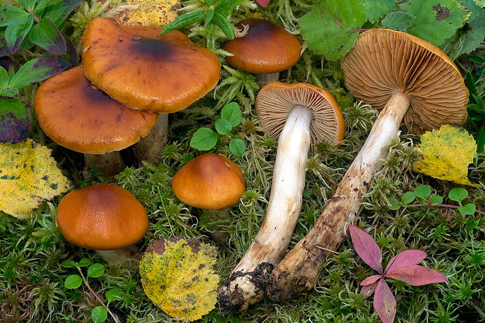 Imagem de Cortinarius septentrionalis Bendiksen, K. Bendiksen & Brandrud 1993