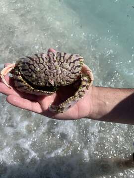 Image of flame box crab