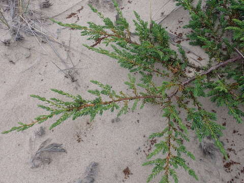 Слика од Juniperus communis var. megistocarpa Fernald & H. St. John