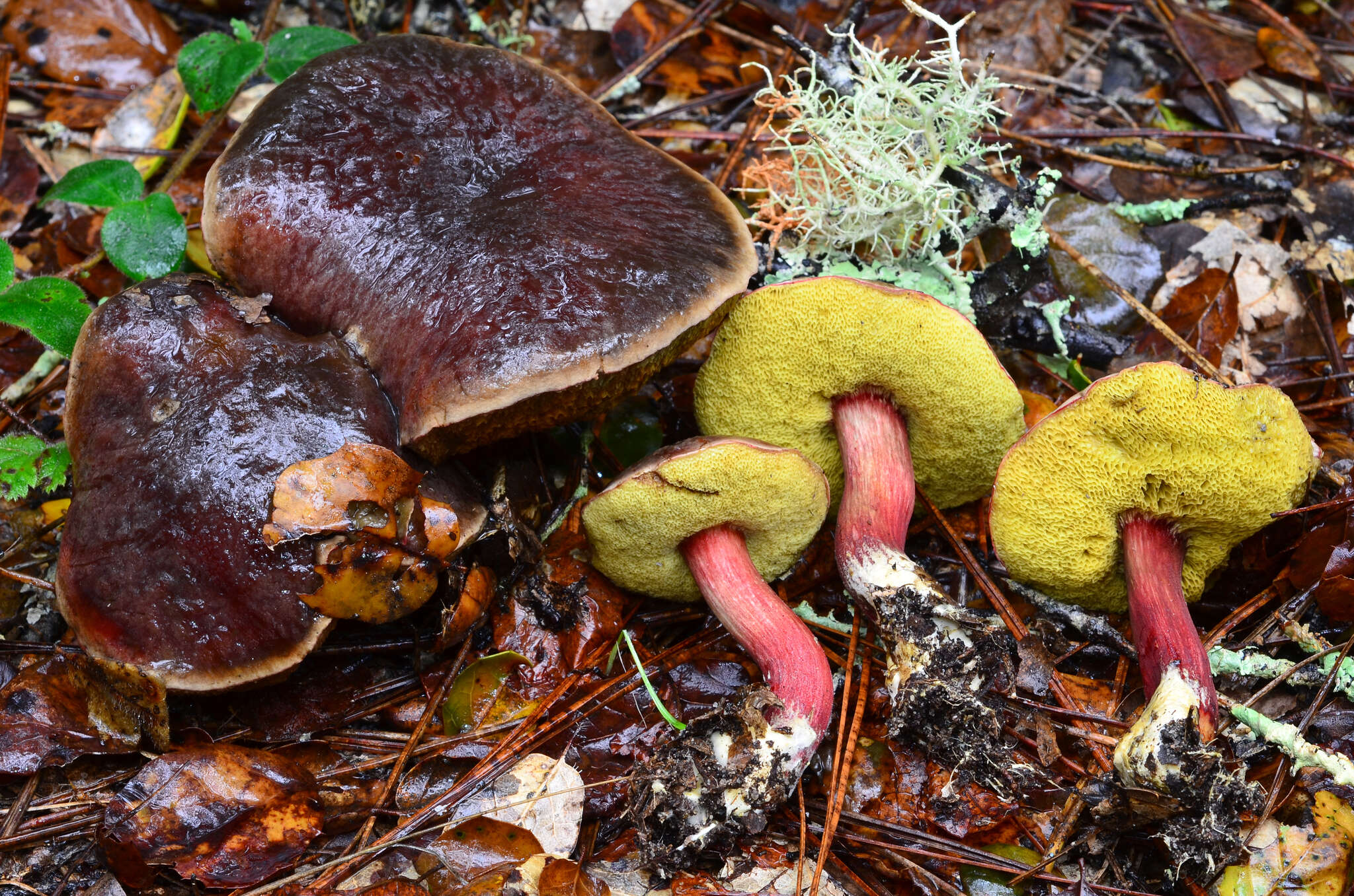 صورة Xerocomellus atropurpureus J. L. Frank, N. Siegel & C. F. Schwarz