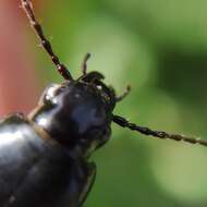 Image de Pterostichus (Steropus) ebenus (Quensel ex Schönherr 1806)