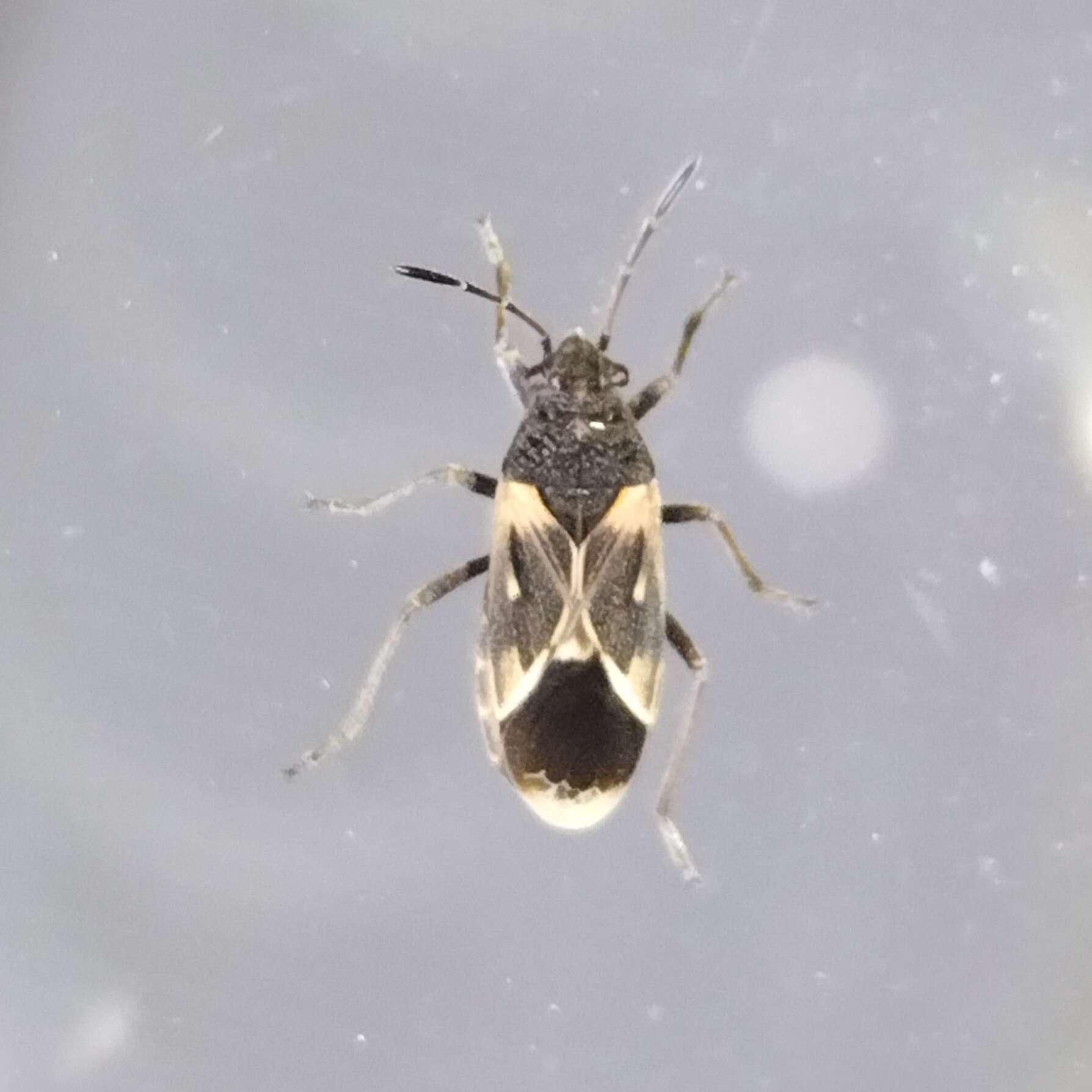 Image of Oxygranulobaphus