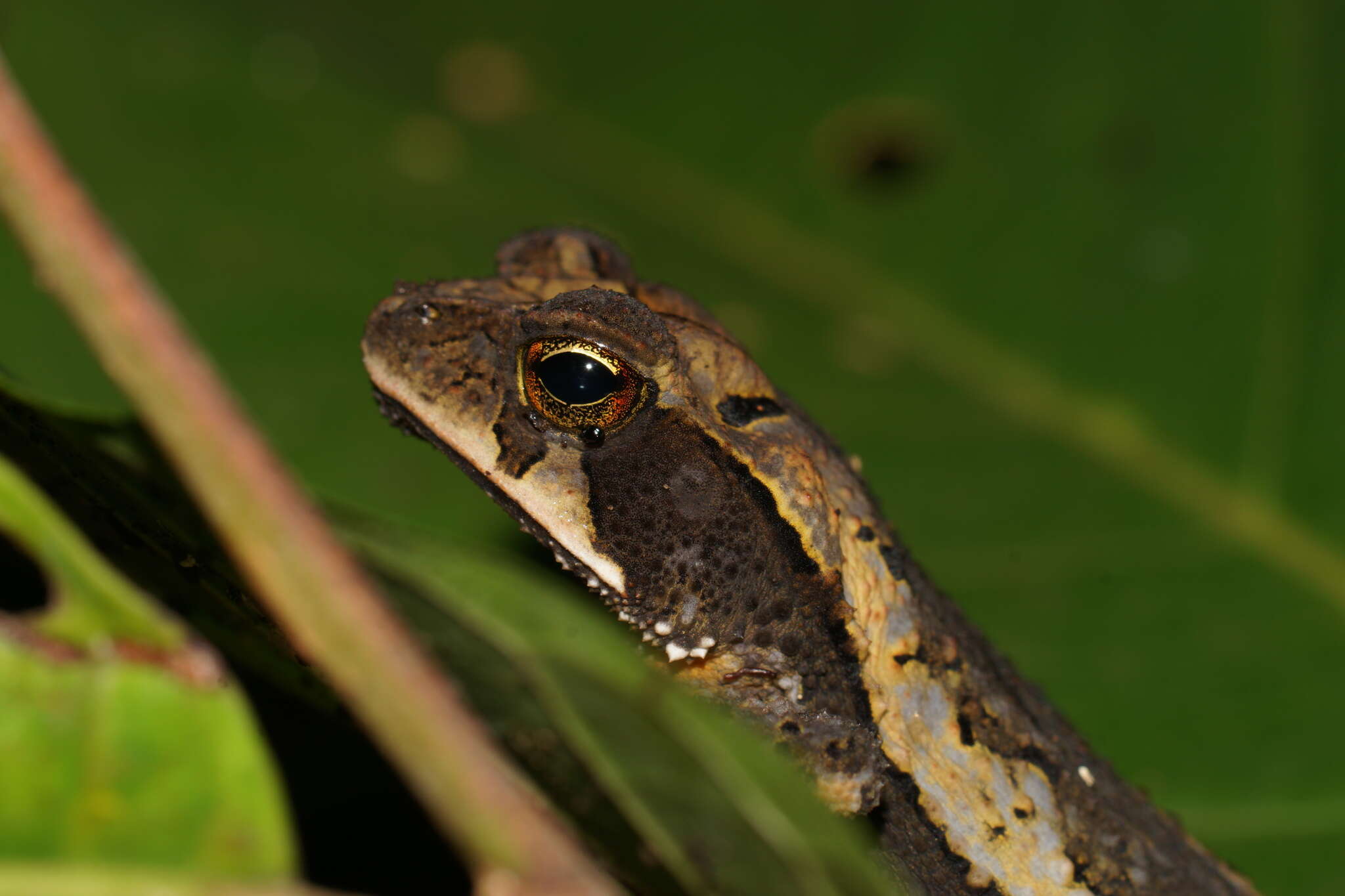 Image of Incilius cavifrons (Firschein 1950)