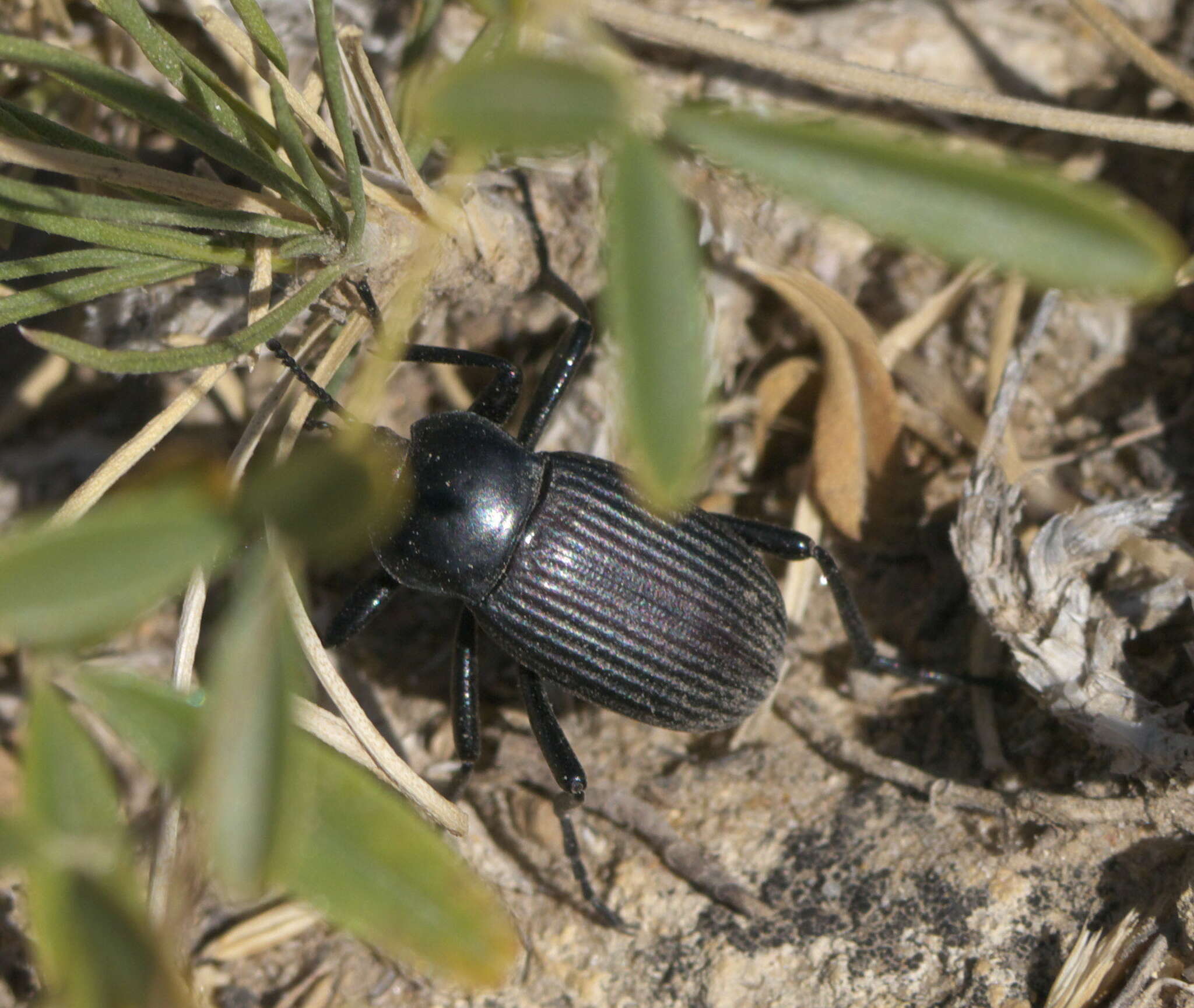 Imagem de Eleodes (Melaneleodes) carbonaria obsoleta (Say 1824)