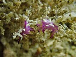 Image of Okenia purpurata Rudman 2004