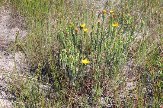 Image of Oedera pungens subsp. trinervis (Thunb.)