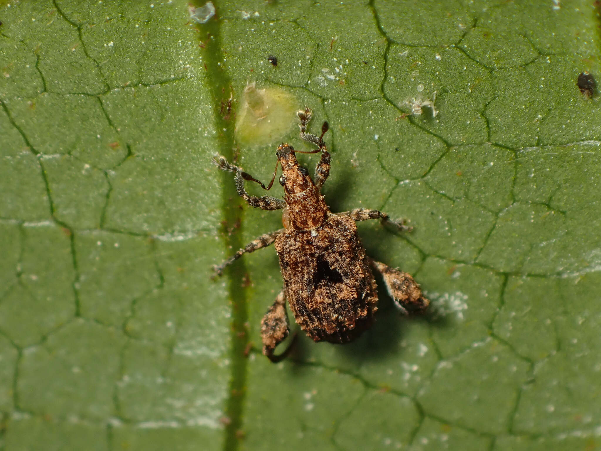 Image of Pactola variabilis Pascoe 1876