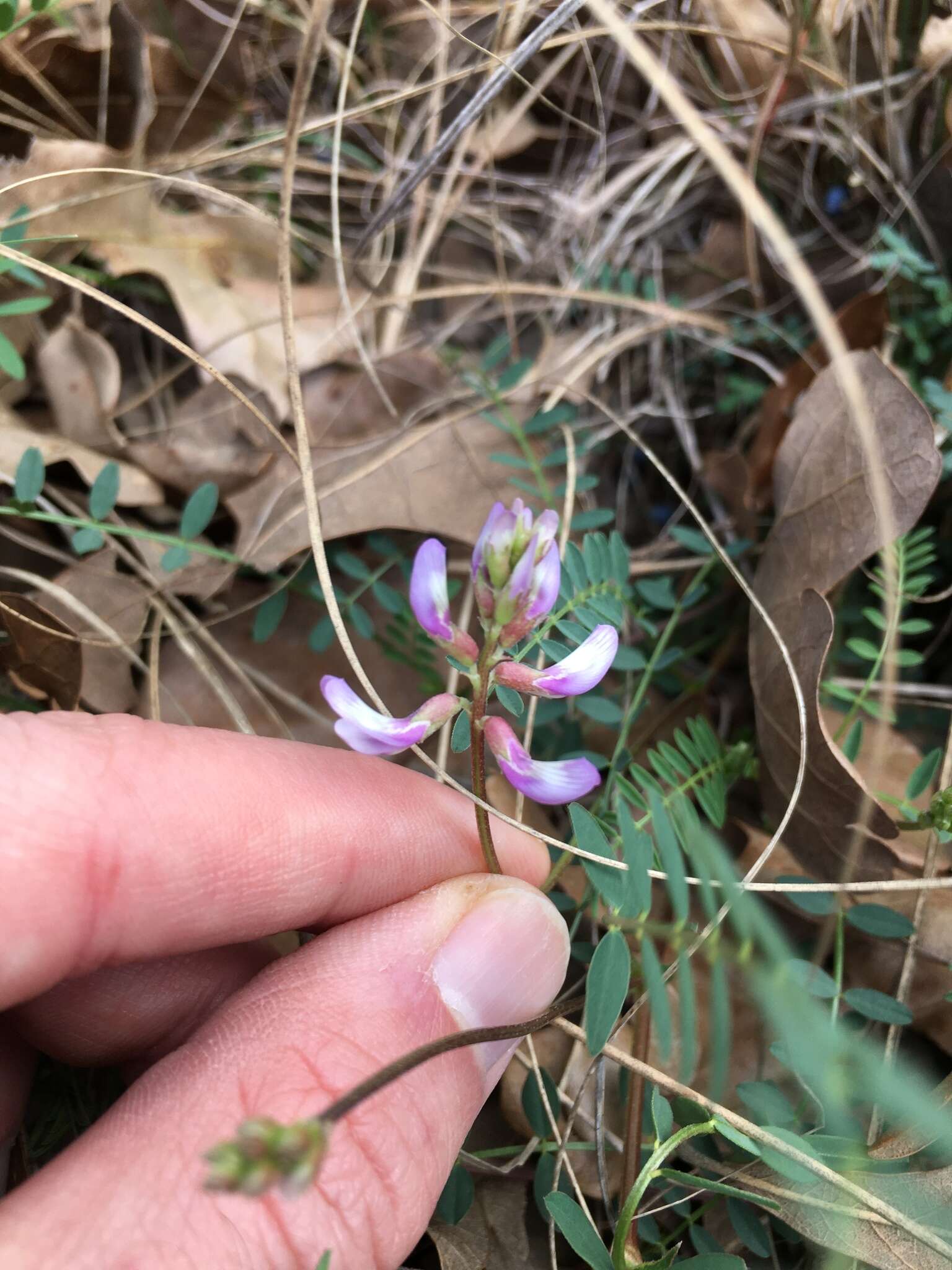 Image of Ozark milkvetch