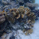 Image of porous lettuce coral